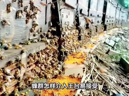 蜂群怎样介入王台易接受 (第三节)#蜜蜂 #养蜂技术分享 #蜂群介王 #环乡蜜蜂哥