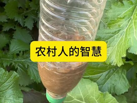 农村人的智慧