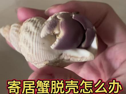 寄居蟹脱壳处理方法#寄居蟹 #异宠 #爬宠 #脱壳
