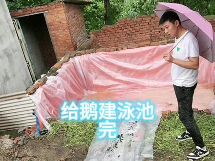大鹅明天就能游泳啦#新农人计划2023 #记录真实生活 #农村创业养殖 #2023新农人扶持计划 #农村生活