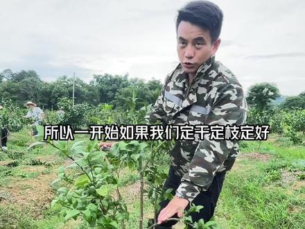 怎么剪都是错?#柑橘修剪 #关注我每天为你分享更多农业知识 #我的农资之路 #柑橘动力拉皮套餐