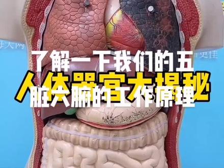 了解一下我们的身体器官
