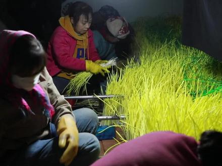 沽源县建成全市首个蒜黄种植基地 全年可生产12茬 #沽源 #特色农业 #蒜黄 沽源新闻