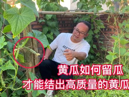 黄瓜种植,前期坐果留瓜口决要记住,后期黄瓜又大又直,产量高 #农业科普知识 #2022新农人计划