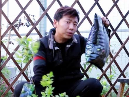 蓝莓怎么换盆?其实就这么简单,根本不伤根系!@抖音小助手