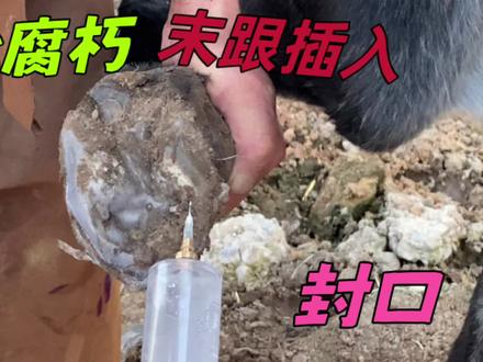 太疼!蹄心腐朽切开流黑水,针头末跟插入冲洗烂肉,幸好及时发现#毛驴修蹄 #抖音手艺人 #修驴蹄