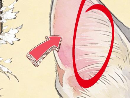 猫耳朵顶的 “聪明毛” vs “犟种毛”,看毛识猫准到离谱!#猫猫猫 #新手养猫 #犟种 #猫咪冷知识 #聪明猫咪