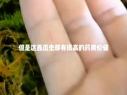 害虫变财富#西瓜虫 #新农人计划2023 #乡村守护人 #三农 #我的乡村生活 @DOU+小助手