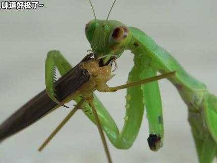 真假螳螂PK,看看实力差距有多大?