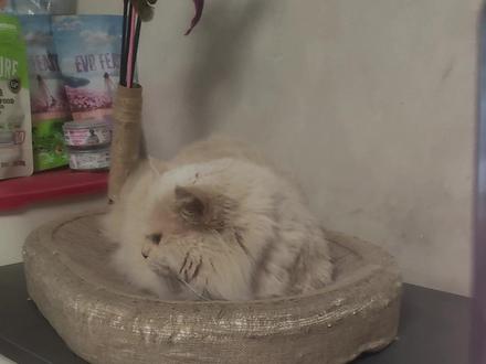 豆包你是认真的吗?本喵可没惹你呀,你就这样害我!!#豆包 #猫咪 #万物可爱计划 #萌宠出道计划 #动物的迷惑行为 @DOU+上热门 @抖音小助手 @DOU+小助手 @抖音玩法合伙人 @生活服务热点中心 @巨量认证