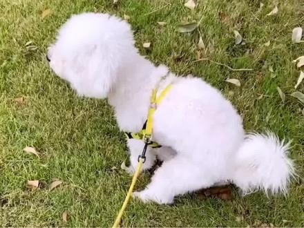 狗狗拉完粑粑为什么蹬腿?#狗狗拉粑粑 #养宠小知识 #新手养狗 @抖音小助手 @抖音热点宝 @抖音创作者中心