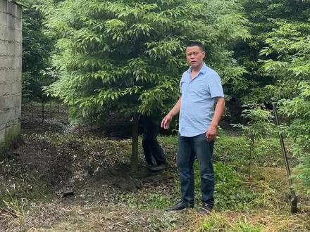 8公分的金丝楠今天发货10颗到重庆,房前屋后都可以种植#金丝楠 #金丝楠木树苗 #金丝楠木