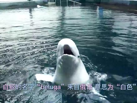 白鲸被称为海洋里的“金丝雀”
它们可以发出十多种不同的声音 用于交流和回声定位
甚至可以模仿人类简单的声音
常常被认为是智力超群的海洋生物
#海洋生物 #海昌极地海洋世界 #白鲸 #科普 #知识分享 #知识创作人 #教育