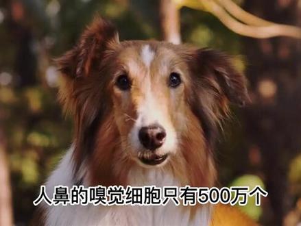 #萌知计划 嗅觉灵敏排行榜,靠嗅觉吃饭的狗狗居然无缘榜一?#科普 #狗狗 #