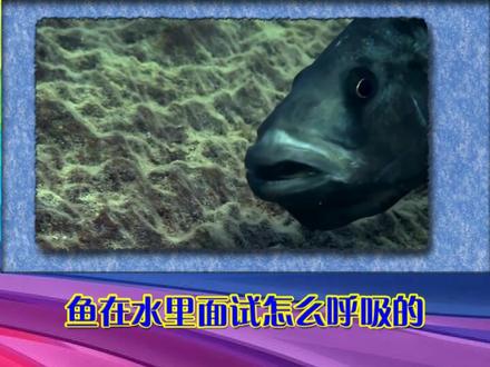 鱼到底需不需要氧气?它在水里到底是怎么呼吸的?#地球 #奇闻趣事 #猎奇 #冷知识 #麦子科普 #科普
