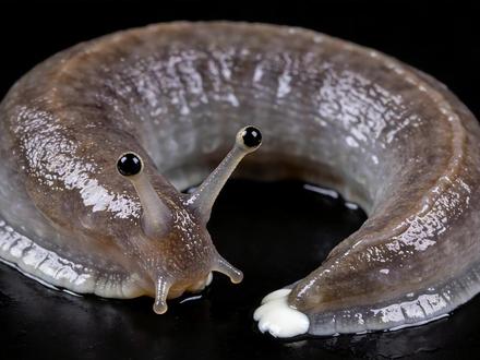 菜地里的“鼻涕虫”:藏在粘液里的中医解毒智慧#青年创作者成长计划 #中药#每天认识一味中药#古人的智慧