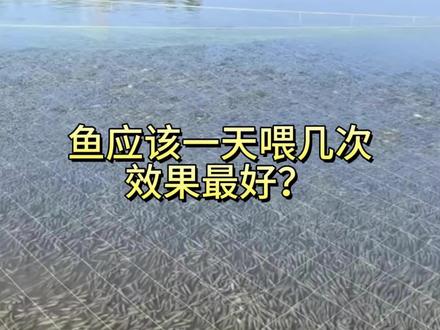 您家塘口一天喂几次?
#水产#水产养殖#水产养殖技术