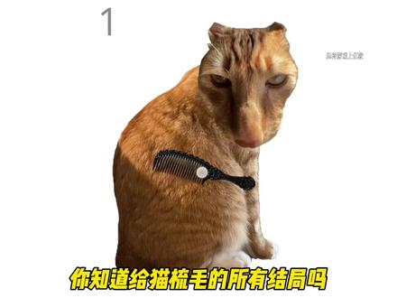 你知道给猫梳毛的所有结局吗 #给猫梳毛 #233乐园