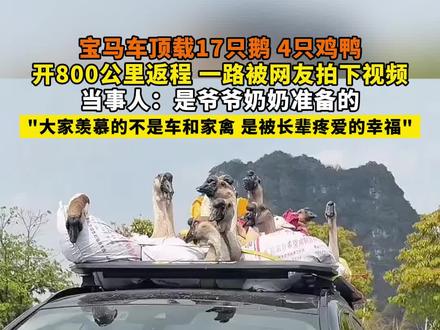 宝马车顶载17只鹅 4只鸡鸭
开800公里返程 一路被网友拍下视频
当事人:是爷爷奶奶准备的
"大家羡慕的不是车和家禽 是被长辈疼爱的幸福"#返程 #鸡鸭鹅 #爷爷奶奶 #宝马车