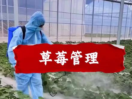 草莓种植全流程! 草莓种植全流程!#草莓种植#草莓管理#草莓高产#三农