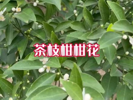 #新会陈皮 #陈皮 柑花其实不单单拿来看,还可以利用起来