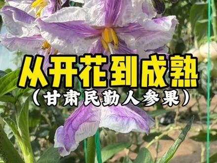 人参果的一生,从开花到结果,需要我们时刻守护着#人参果 #记录我的种植生活 #低糖水果 #我为家乡农产品代言 #甘肃民勤人参果