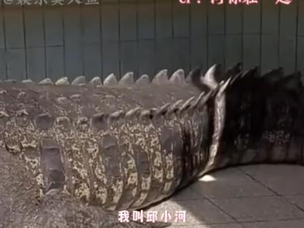 第一次知道小河是来自粉丝的投稿她说“它是世界上最大的人工养殖鳄鱼,在台湾长大,现在在厦门,但是他现在状况很糟糕,希望更多的人能够关注到小河”查了一下原来很多人都在关注小河 , 我也希望有更多的人能够看到鳄鱼小河的故事,帮帮小鳄鱼吧 #鳄鱼小河 #鳄鱼 #鳄鱼小河 #河你在一起