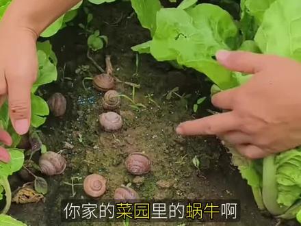 预防蜗牛 菜地里的蜗牛很多,用这个方法轻松处理#种植小技巧 #种菜小技巧 #种菜 #预防蜗牛