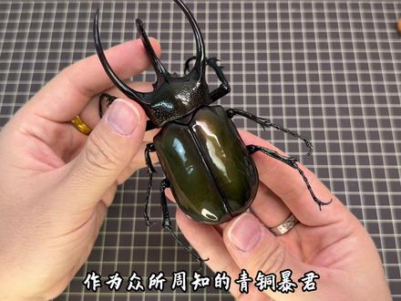 不如真虫?极致仿真的五虫录南洋大兜虫模型#神奇动物在这里 #虫子 #活体昆虫 #昆虫百科#模型玩具