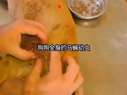 狗狗全身的马蝇幼虫#解压#解压视频#动物解说 #宠物知识 #宠物狗
