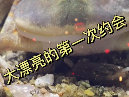 我和大漂亮的第一次约会#小丑蛙 #鱼缸造景