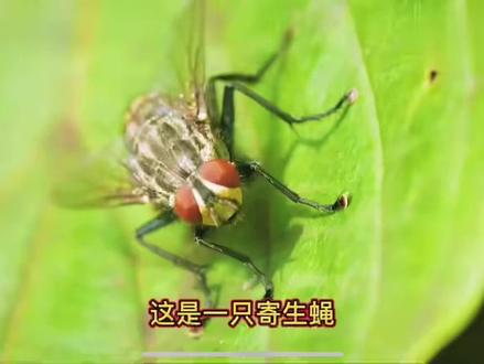 开始很恶心,后来却很震撼。大自然的鬼斧神工……#神奇的大自然 #蛆虫