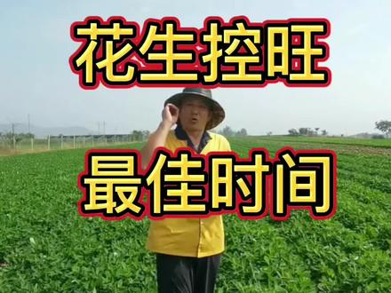花生控旺最佳时间#农业种植 #蔬菜种植 #花生种植 #花生 #服务三农 @抖音小助手