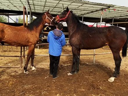 母子分别一年市场偶遇还认得,马主让其相聚,马妈为啥打孩子?