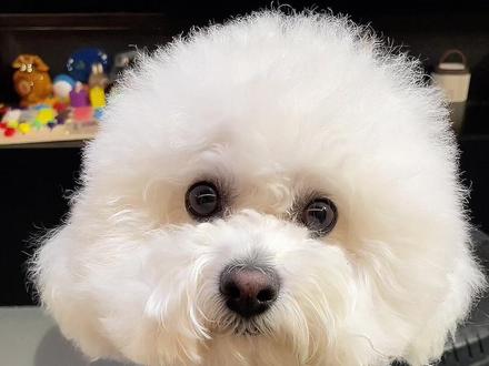 变变变,变出棉花糖小狗🐶!#萌宠狗狗 #手搓颜料转场 #萌宠互动 #谁还没个隐藏技能 #萌宠狗狗