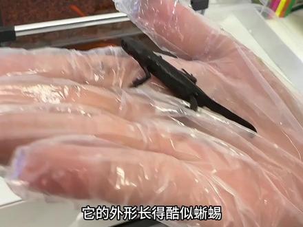 果然兴趣就是学习的动力,没想到,才两天他就了解了这么多关于蝾螈的小知识😄#蝾螈