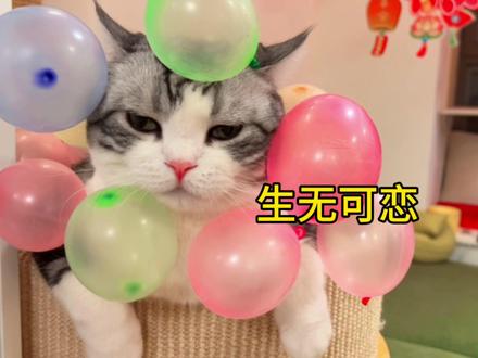 猫:北方过年就别打气球了吧?多大静电不知道么? #猫猫我也要过年啦