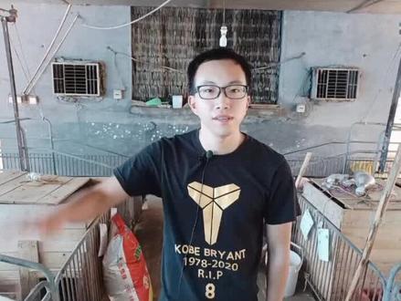 为什么有的猪要剪耳缺?怎么剪呢?看了这个视频你就懂了#猪剪耳缺