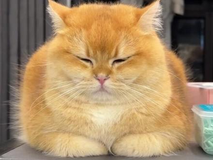 猫咪行为大揭秘!#养猫新手 #养猫经验分享