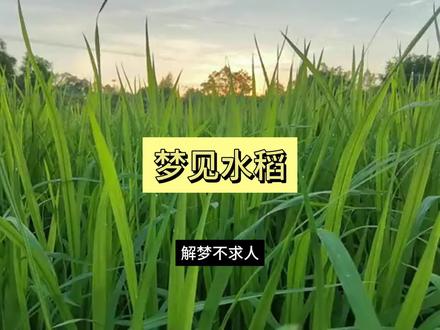 周公解梦:梦见水稻#周公解梦 #传统文化 #梦境 #梦见水稻 #知识前沿派对