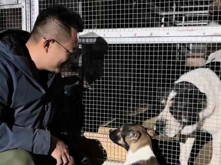 战神小美强势上线#狗狗 #养狗人 #养狗的乐趣 #明亮与狗 #小狗崽