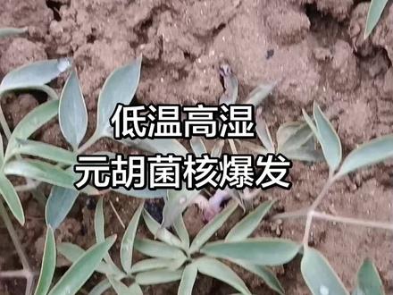 元胡菌核病俗称鸡窝瘟,烂脚瘟,低温高湿爆发最快,症状是茎杆腐烂土上土下扩展叶片和茎枯萎死亡,天晴了抓紧时间打药#元胡#三农#我的乡村生活 #我要上热门🔥 @DOU+小助手 @周大黑 @城固大叔(余福) @人民日报