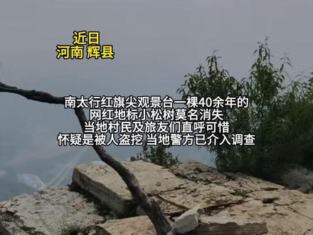 “消失”的南太行网红小松树回来了!(半岛晨报)