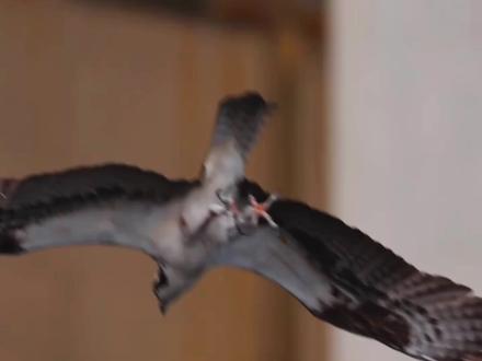 鱼鹰强势带走大鱼:免费坐了一趟飞机。 #大自然 #动物解说纪录片