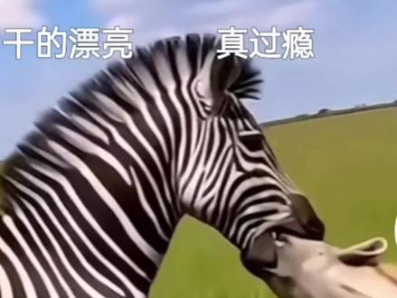斑马戏耍教训鬣狗,让鬣狗长记性。很解气。
