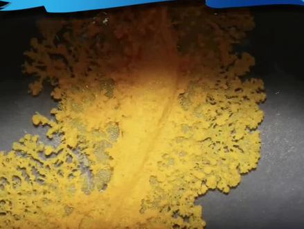 年轻人开始流行养的“新宠物”, 黏菌拥有令人意外的“智慧”! #好奇中国 #科普时间到