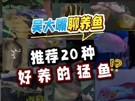 这20种猛鱼新手都能养好,一条比一条凶猛,互动性超强的猛鱼! 养鱼就养这种,喂食爽爆了!#猛鱼 #猛鱼缸 #养鱼日记 #观赏鱼 #养鱼避坑指南