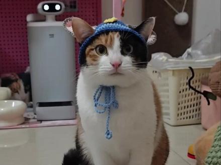 萝卜纸巾猫咪 但是合集版 #萝卜纸巾猫咪 #猫咪 #搞笑