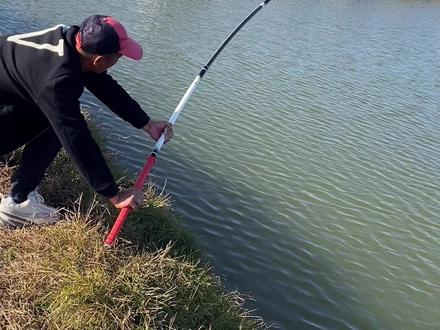 80公分大物行程漂照样盘黑坑老板#黑坑#感谢抖音我要上热门