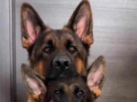 每天认识一种动物之—德牧#德牧 #黑背